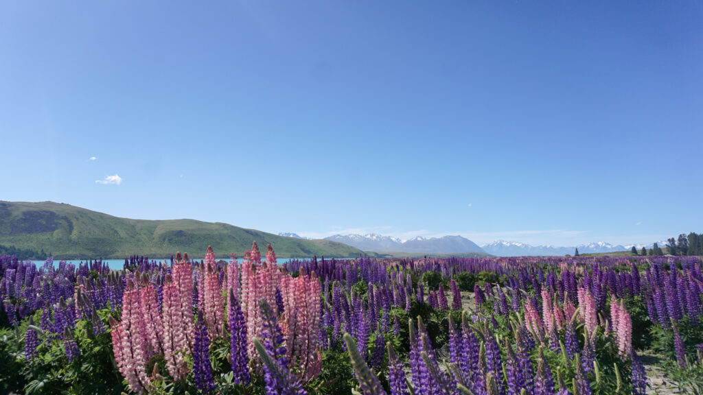 Lupinbloemen in Nieuw Zeeland