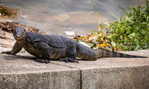 Indische Varaan