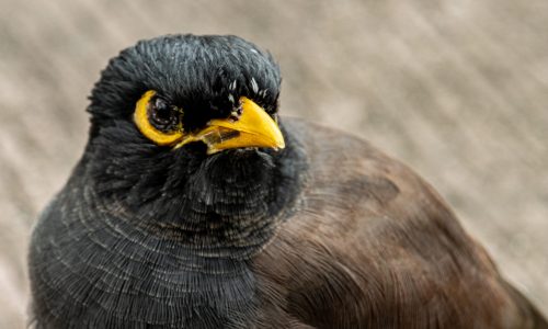 Myna