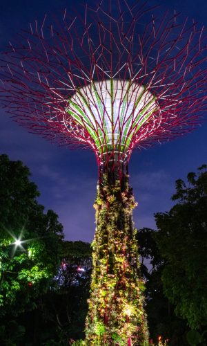 Supertree - Supertrees