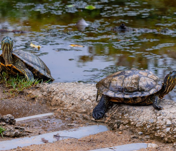 Schildpadden in de Botanische Tuinen van Singapore