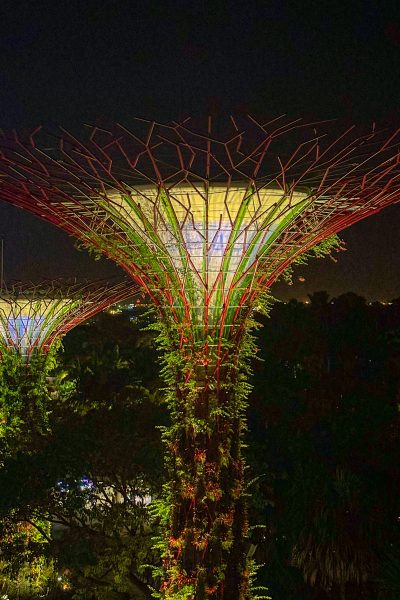 Supertrees bij avond in Gardens by the Bay in Singapore