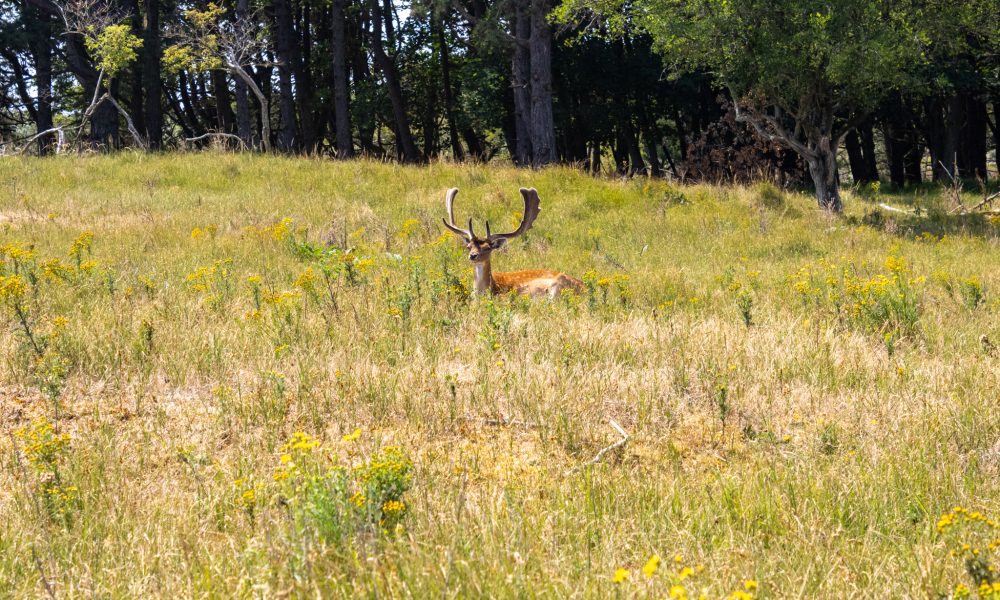 Hertensafari - Vogelenzang