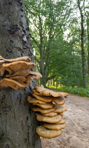 Vogelenzang - Nederland