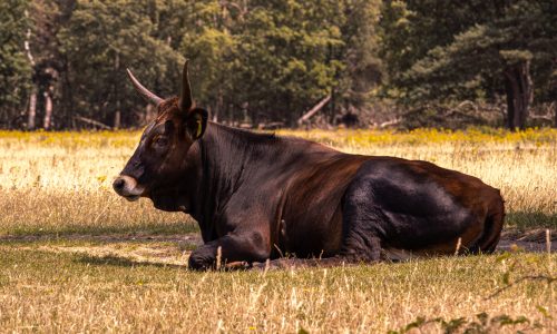 foto nederland wandelen